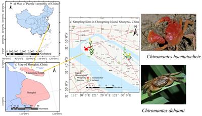 Crab bioturbation reduces carbon storage in salt marshes under more robust mechanisms than plant invasiveness
